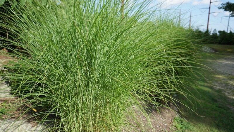 Miscanthus sinensis 'Morning Light' - Prachtriet