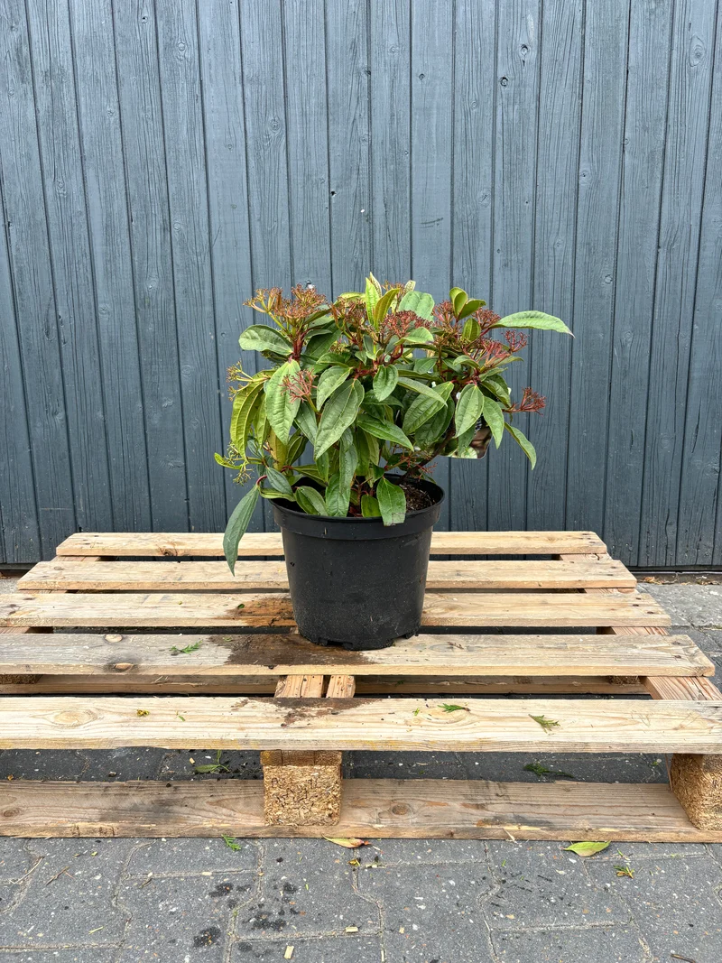 Viburnum davidii XL