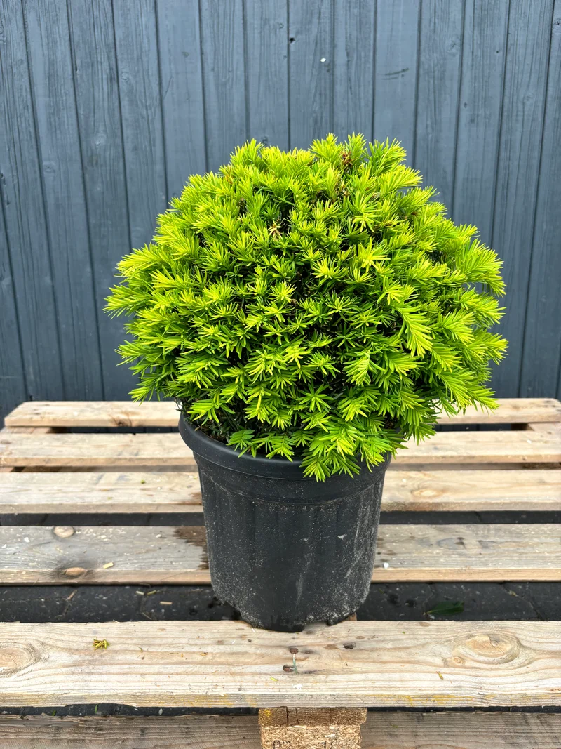 Taxus media 'Farmen' - Bol