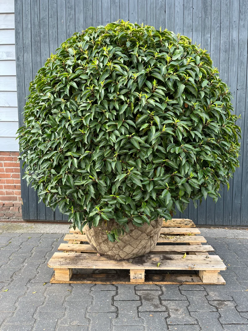 Prunus lusitanica 'Angustifolia - Bol'120-140Ø - Portugese laurierkers