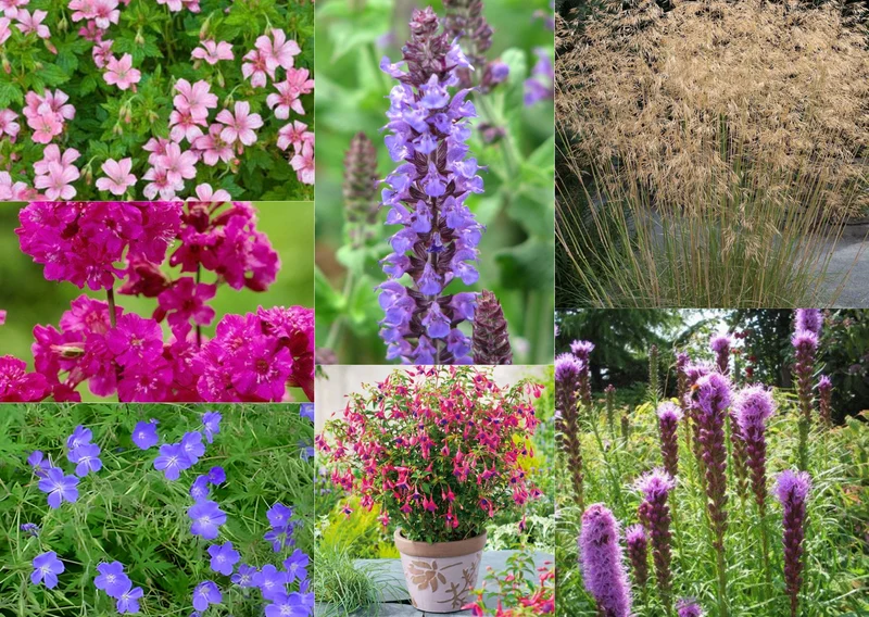 Lang Bloeiende - Borderpakket - 20x planten