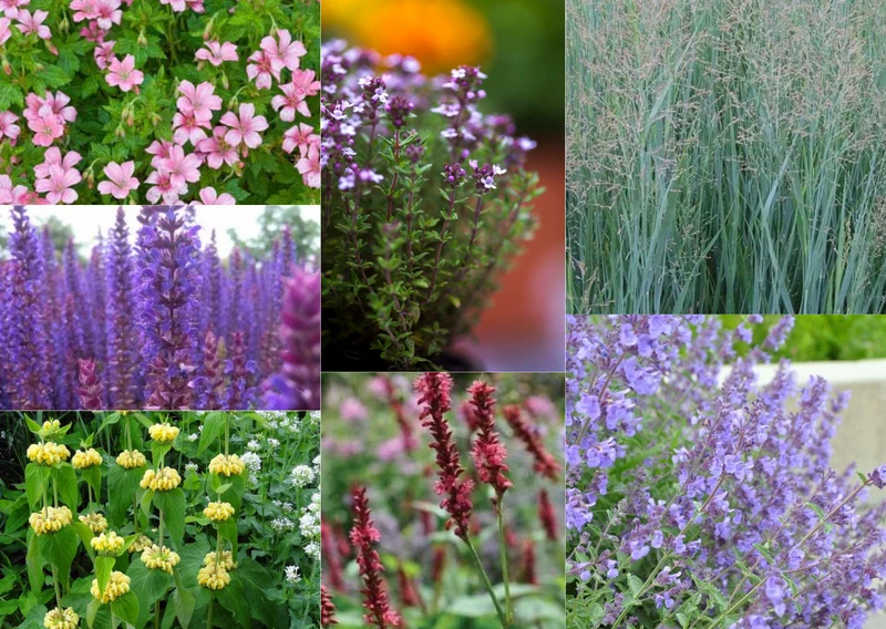 Onderhoudsarme Borderpakket - 20x planten