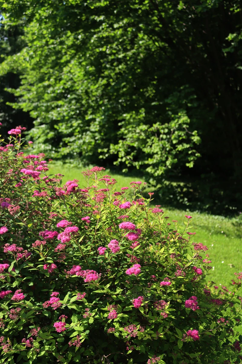 Spiraea japonica 'Anthony Waterer