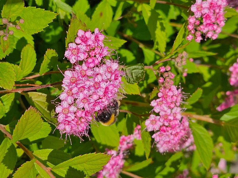 Spiraea japonica 'Little Princess'