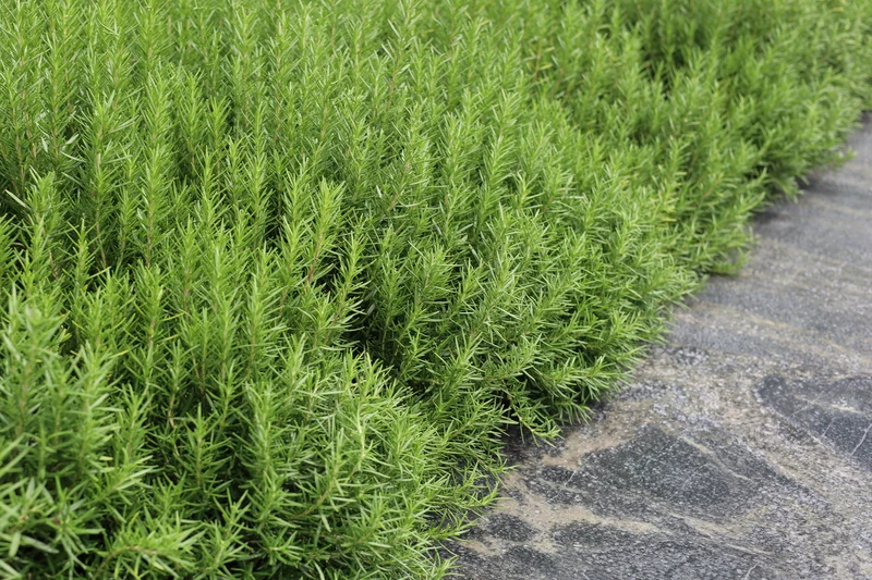 Rosmarinus officinalis - Rozemarijn