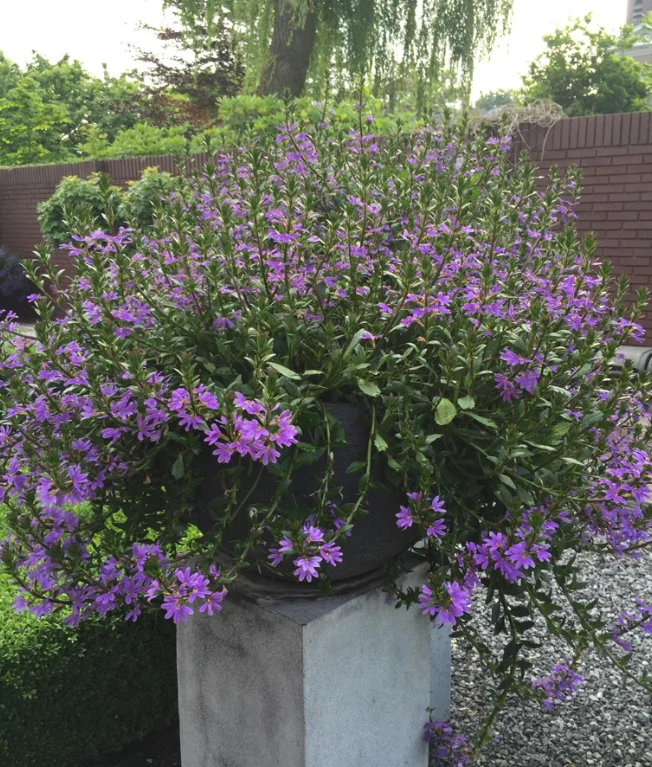Scaevola - Udenhoutse plant