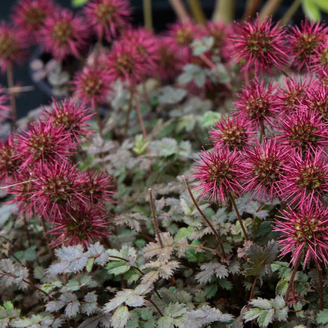 Acaena microphylla 'Kupferteppich'
