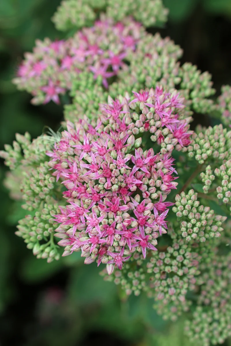 Sedum 'Carl' - Vetkruid