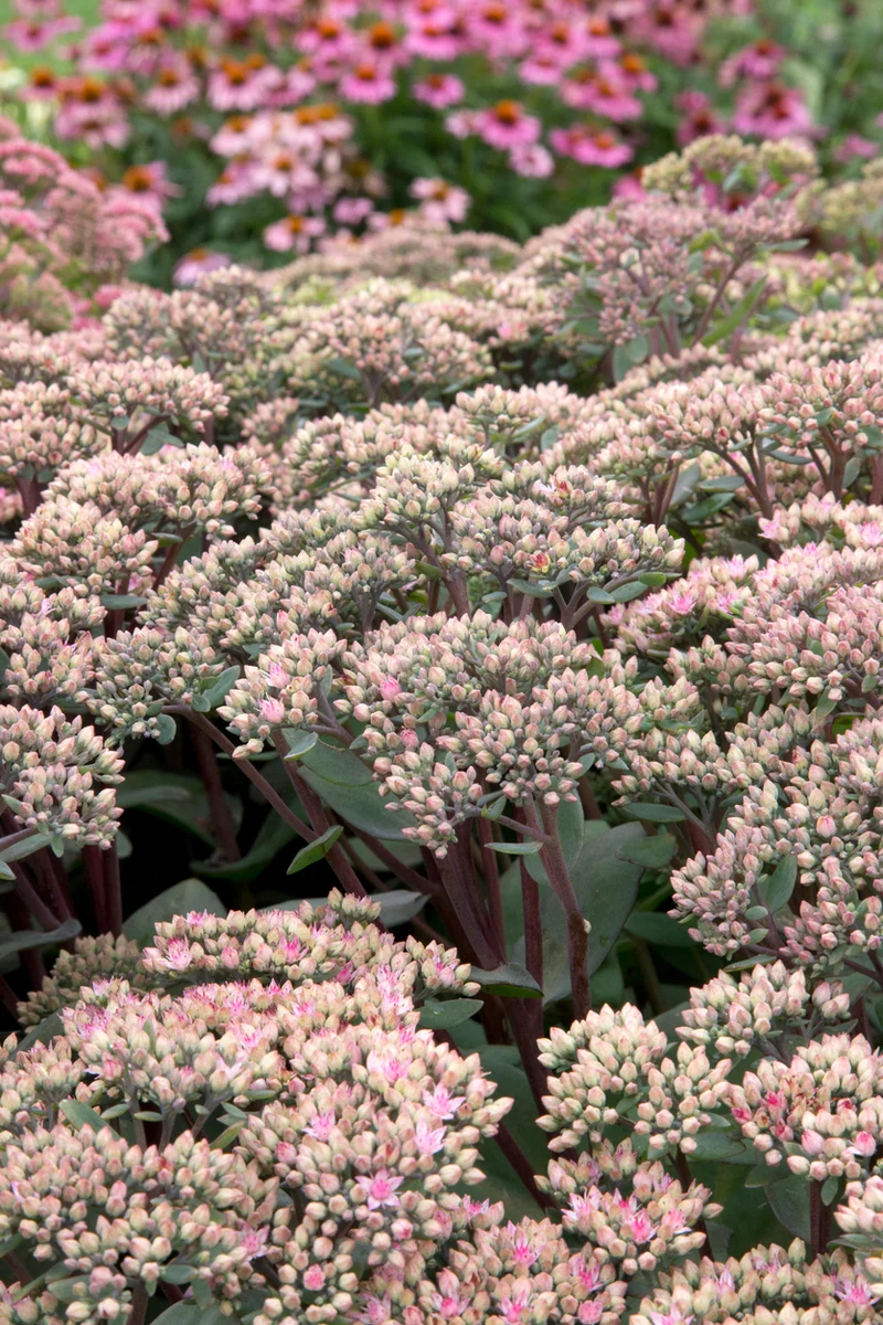 Sedum 'Matrona' - Vetkruid