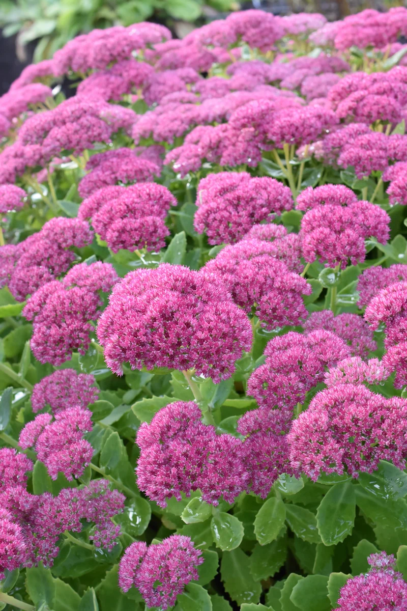 Sedum spectabile 'Brillant' - Vetkruid
