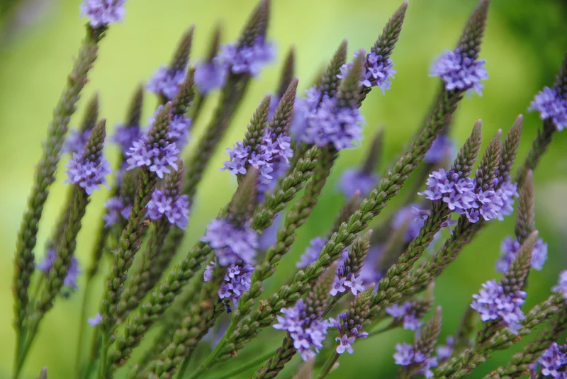 Verbena Hastata 'Blue Spires' - Ijzerhard