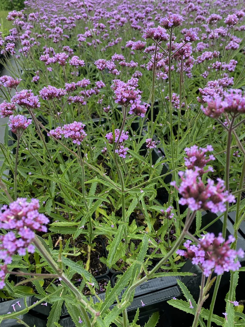 Verbena bonariensis 'Lollipop' - Ijzerhard