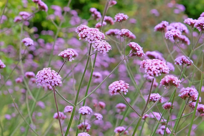 Verbena bonariensis - Ijzerhard