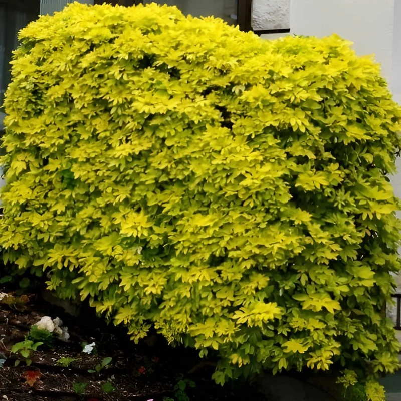 Choisya ternata 'Lich'