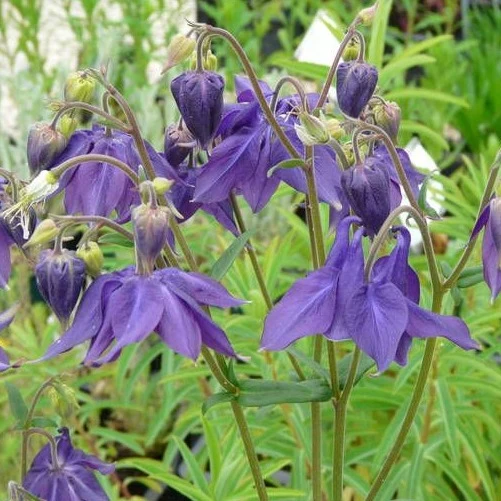 Aquilegia vulgaris - Akelei
