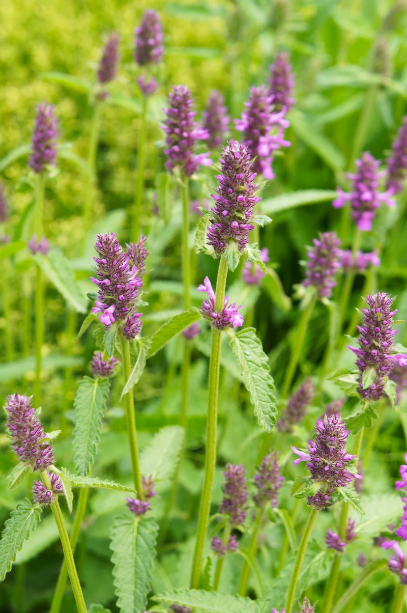 Stachys officinalis