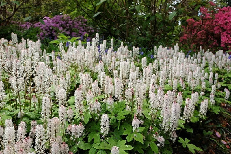 Tiarella cordifolia