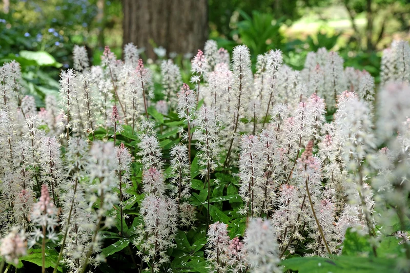 Tiarella wherryi