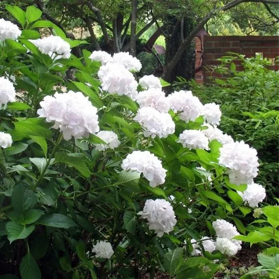 Hydrangea macrophylla 'Soeur Therese'