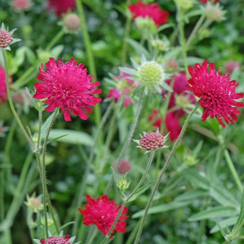 Knautia macedonica - Beemdkroon
