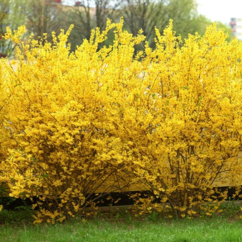 Forsythia int. Minigold - Chinees klokje