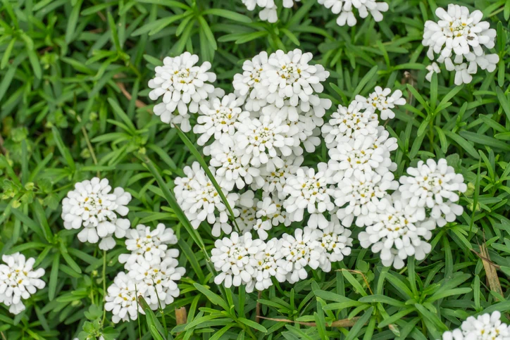 Iberis semp. 'Schneeflocke' - Scheefbloem