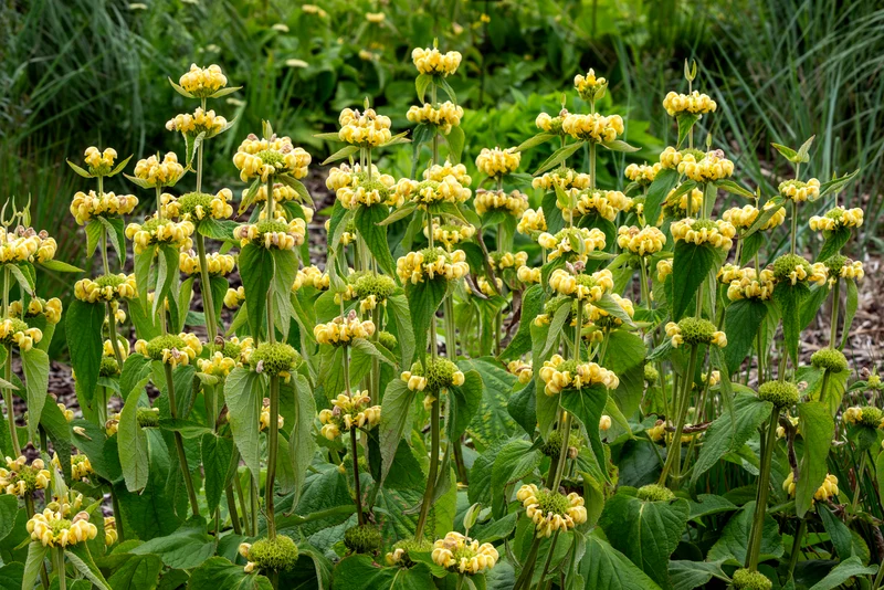 Phlomis russeliana - Brandkruid