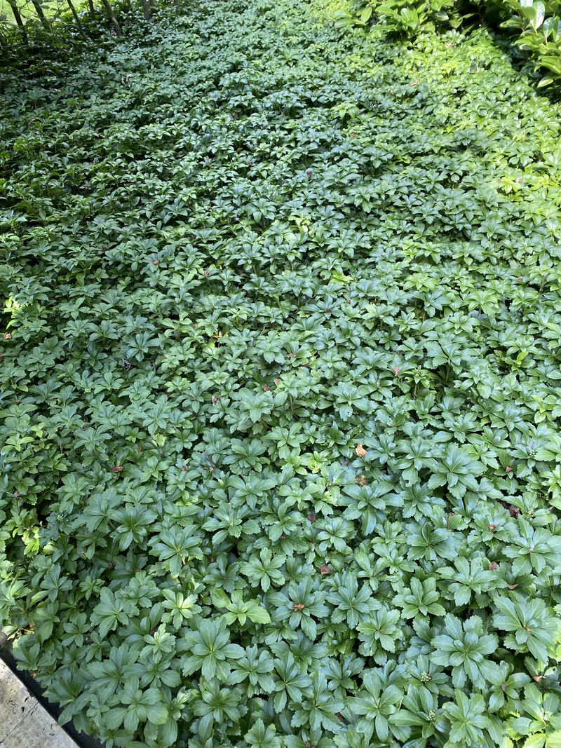 Pachysandra terminalis