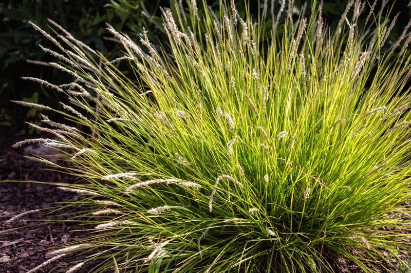 Sesleria autumnalis - Blauwgras
