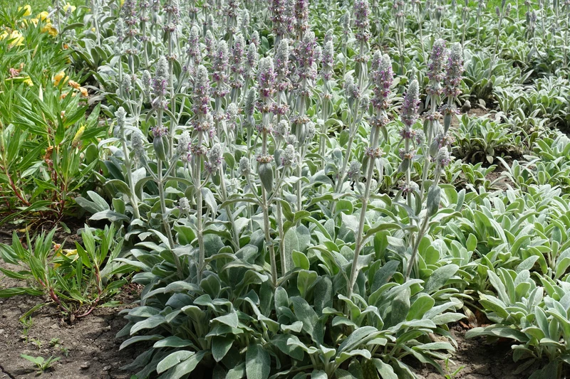 Stachys byzantina