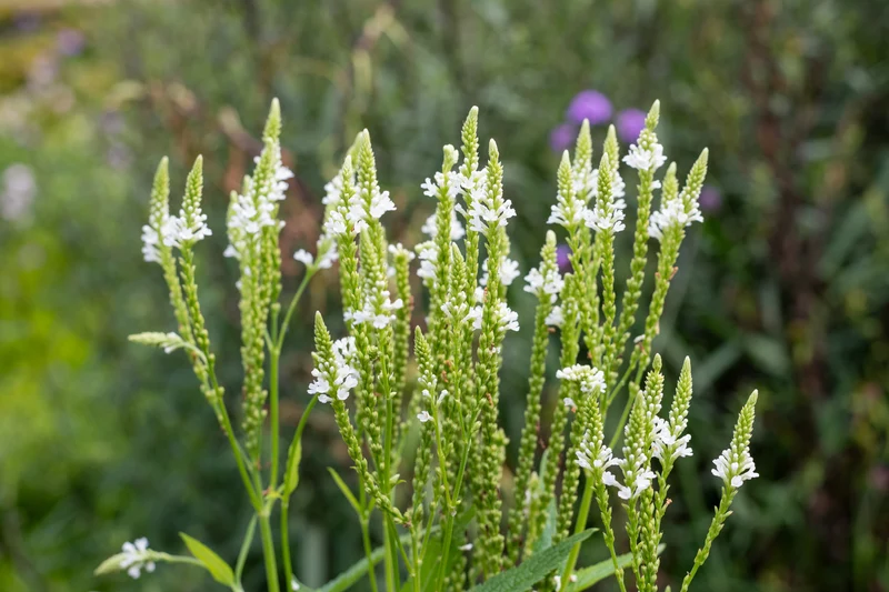 Verbena hastata 'White Spires