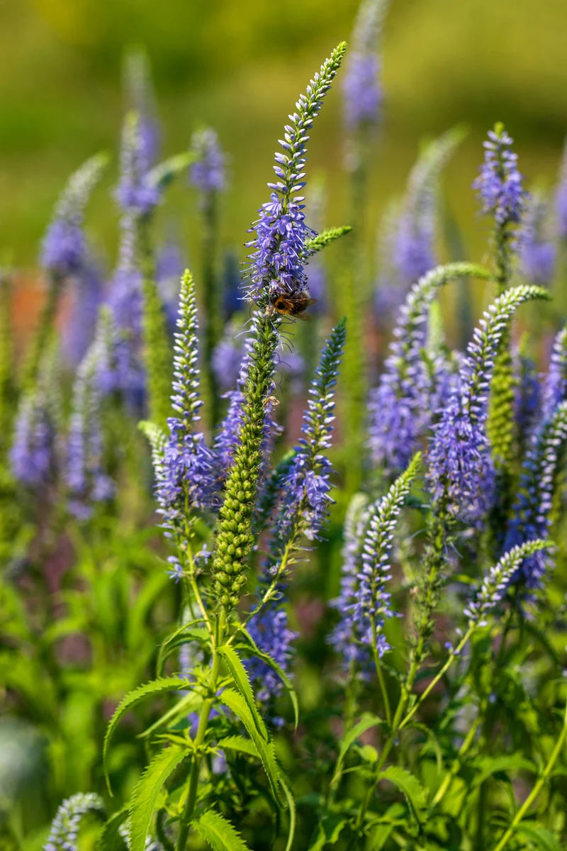Veronica longifolia
