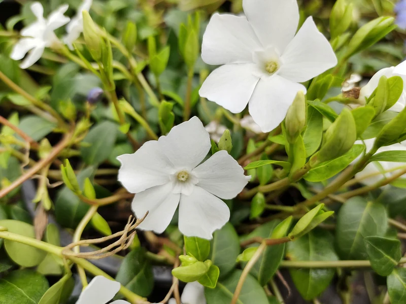 Vinca Minor 'Alba - Maagdenpalm