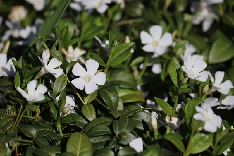 Vinca Minor 'Gertrude Jekyll - Maagdenpalm