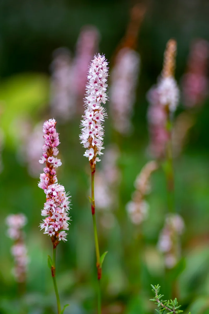 Persicaria aff. 'Superba': - Duizendknoop