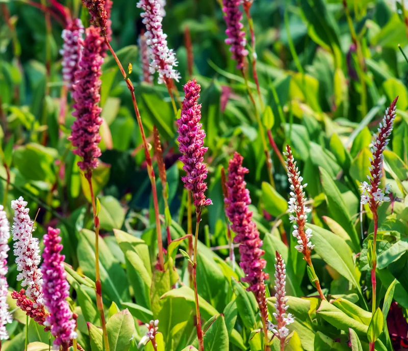 Persicaria aff. 'Darjeeling Red' - Duizendknoop