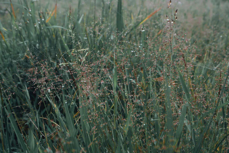Panicum virgatum 'Heavy Metal' - Vingergras