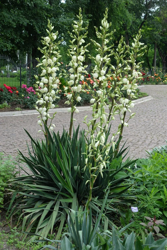 Yucca filamentosa - Palmlelie