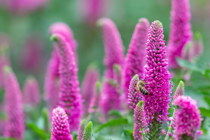 Veronica spicata 'Heidekind - Ereprijs