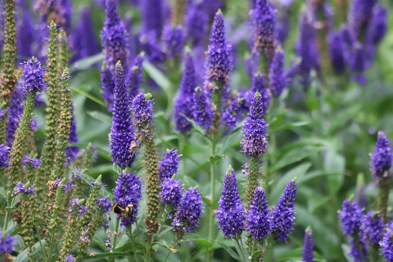 Veronica spicata - Ereprijs