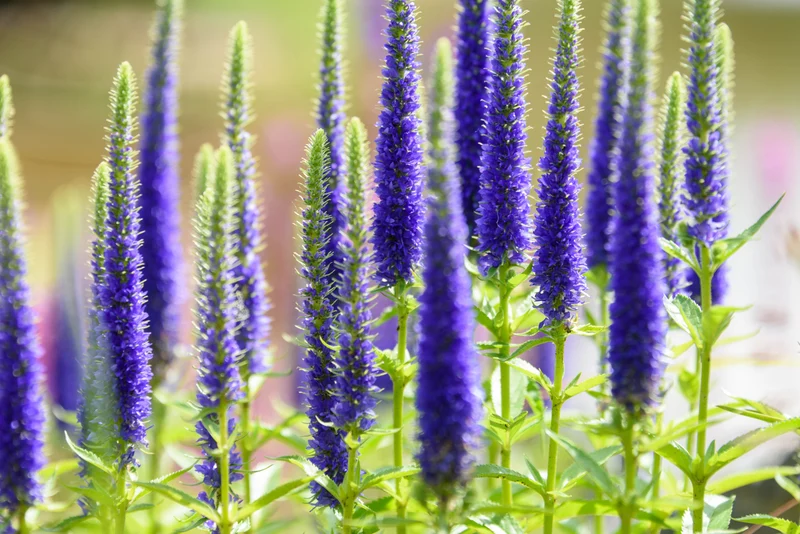 Veronica spic. 'Ulster Dwarf Blue - Ereprijs