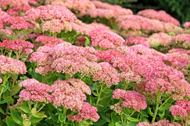 Sedum 'Herbstfreude - Vetplant