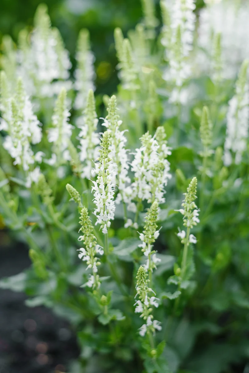 Salvia nemorosa 'Schneehügel' - Salvia