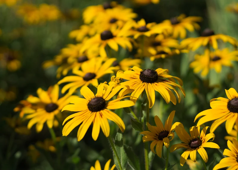 Rudbeckia fulgida - Zonnehoed