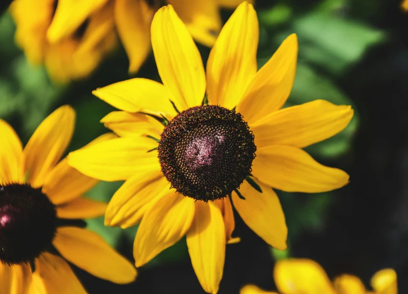 Rudbeckia f. 'Little Goldstar' - Zonehoed