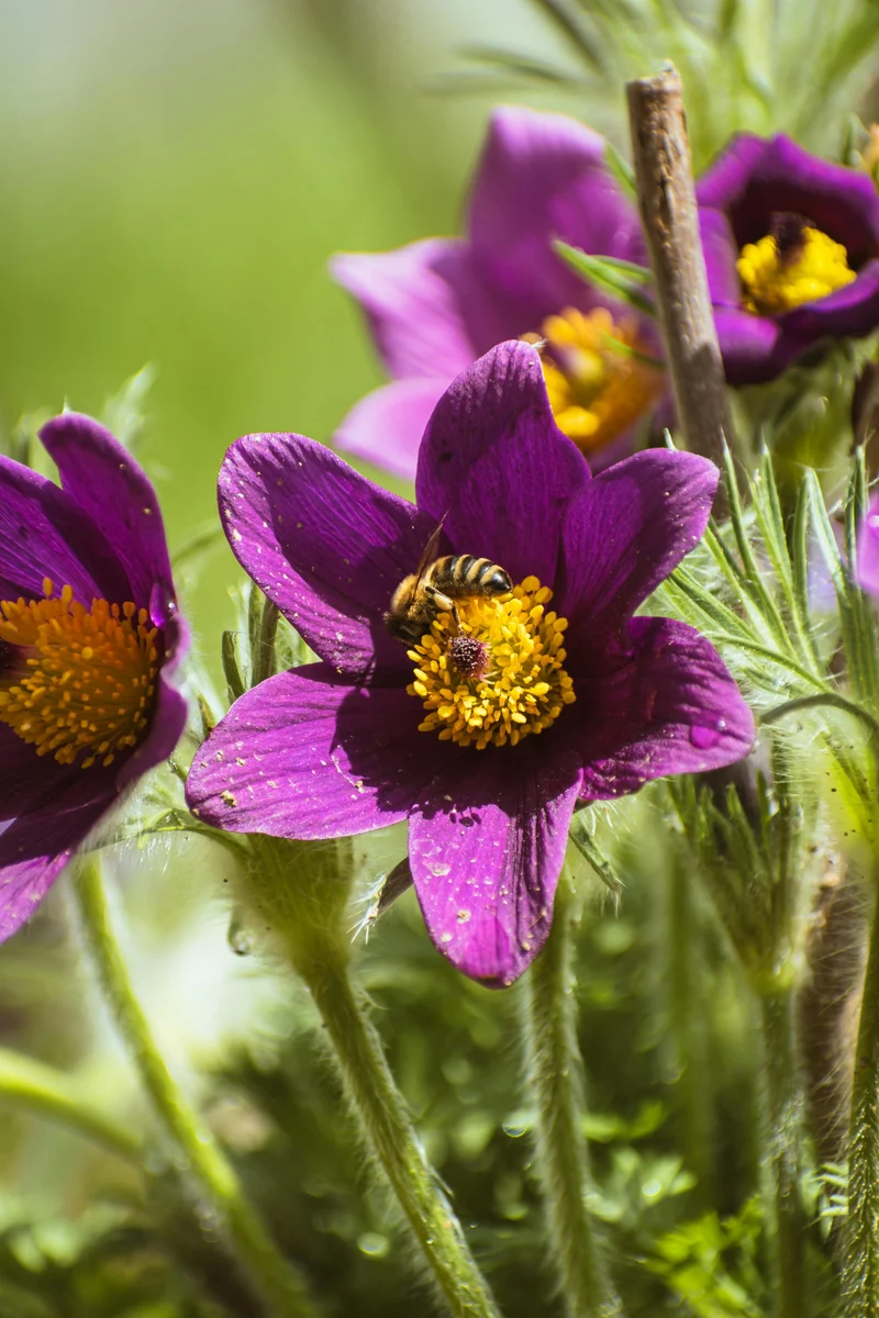 Pulsatilla vulgaris - Wildemanskruid
