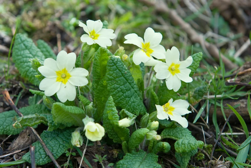 Primula vulgaris - Sleutelbloem