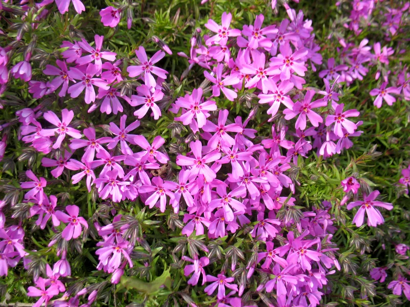 Phlox (S) 'Moerheimii - Vlambloem