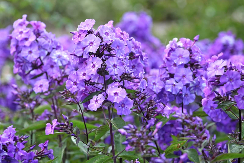 Phlox (P) 'Blue Paradise' - Vlambloem