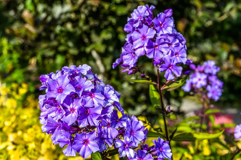 Phlox (P) 'Blue Boy - Vlambloem